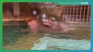 Mt.RAINIER-マウントレーニア- 深い癒やし動画「カバ〜旭山動物園〜」篇