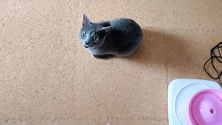 【猫動画】水を替えてほしくて嫁を起こすロシアンブルー【russianbule】Russian Blue wakes up his wife for a water change