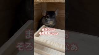 【お利口さんに待つチンチラ】#chinchilla  #チンチラのいる暮らし