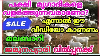 മലബാറി, ബീറ്റൽ, സിരോഹി, HF ജേഴ്‌സി പശു, കറവയാട്,ചെനയാട്, പറവകൾ, വില്പനയ്ക്ക്,,,,,,,,,