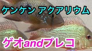 ケンケン　アクアリウム《ゲオandプレコ》Recommended videos for aquarium lovers