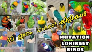 40 ഇനം lorikeet കിളികൾ/ Top 40 Types Of Lorikeet Bird Malayalam/Birds farm kerala/kerala birds/