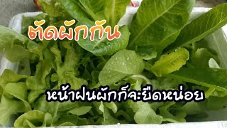 ตัดผักสลัดกันค่ะ