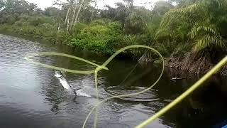 Tarponville Costa Rica- Tarpon jumps,  I never get tired of seeing him even a thousand times !