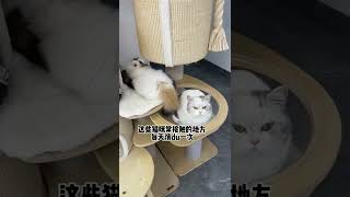 【陈秃秃的一家】关于我家多只猫复杂的关系网…简直是伦理级小说！