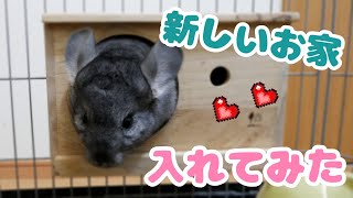 【チンチラポップ】新しいお家をお入れてみたら・・・