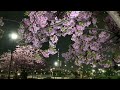 汐入公園　河津桜　桜　さくら　荒川区　南千住　　2022年　3月13日 　tokyo skytree 　東京スカイツリー　ライトアップ　ホワイトデー「thinking of you」