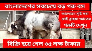 বাংলাদেশের আলোড়ন সৃষ্টি করা 2 টন ওজনের সবচেয়ে বড় ব্রাহমা গরুটি বিক্রি হয়ে গেল ৩৫ লক্ষ টাকায়