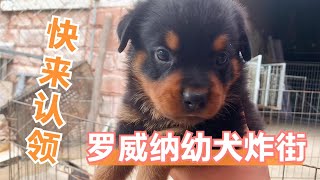 罗威纳幼犬炸街！奶凶奶凶的！主人们快来认领！