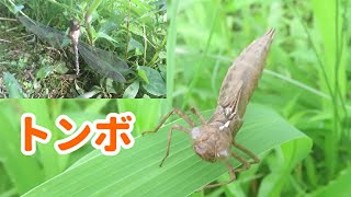 【昆虫観察】トンボの幼虫「ヤゴ」の抜け殻と羽化したばかりのトンボ