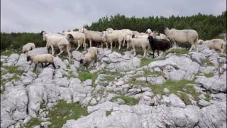 28.7.2016: WANDERUNG KRIPPENSTEIN \u0026 5 FINGERS SALZKAMMERGUT, Obertraun, Österreich