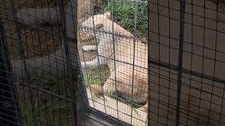 晩秋✋⑩ホワイトライオン・白獅子・リズムちゃん・沖縄こどもの国・・・White_Lion・Okinawa Zoo \u0026 Museum(20221022)