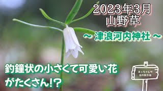 【2023年3月: 山野草】津浪河内神社〜釣鐘状の小さくて可愛い花がたくさん！？〜