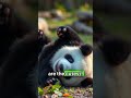 amazing facts about giant pandas and their natural habitat