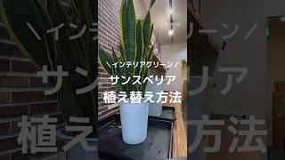 大きいサイズのサンスベリア植え替え方法！ #観葉植物 #観葉植物のある暮らし #観葉植物インテリア #植え替え #観葉植物育て方 #植物 #育て方 #サンスベリア