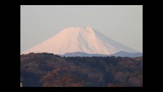 狭山からの富士山　朝・夕　20240322