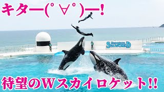 ラビーとルーナのWスカイロケット!! 鴨川シーワールド シャチトレーニング KamogawaSeaWorld  orca killerwhale