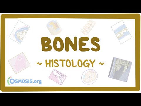 What is the tissue between bones?