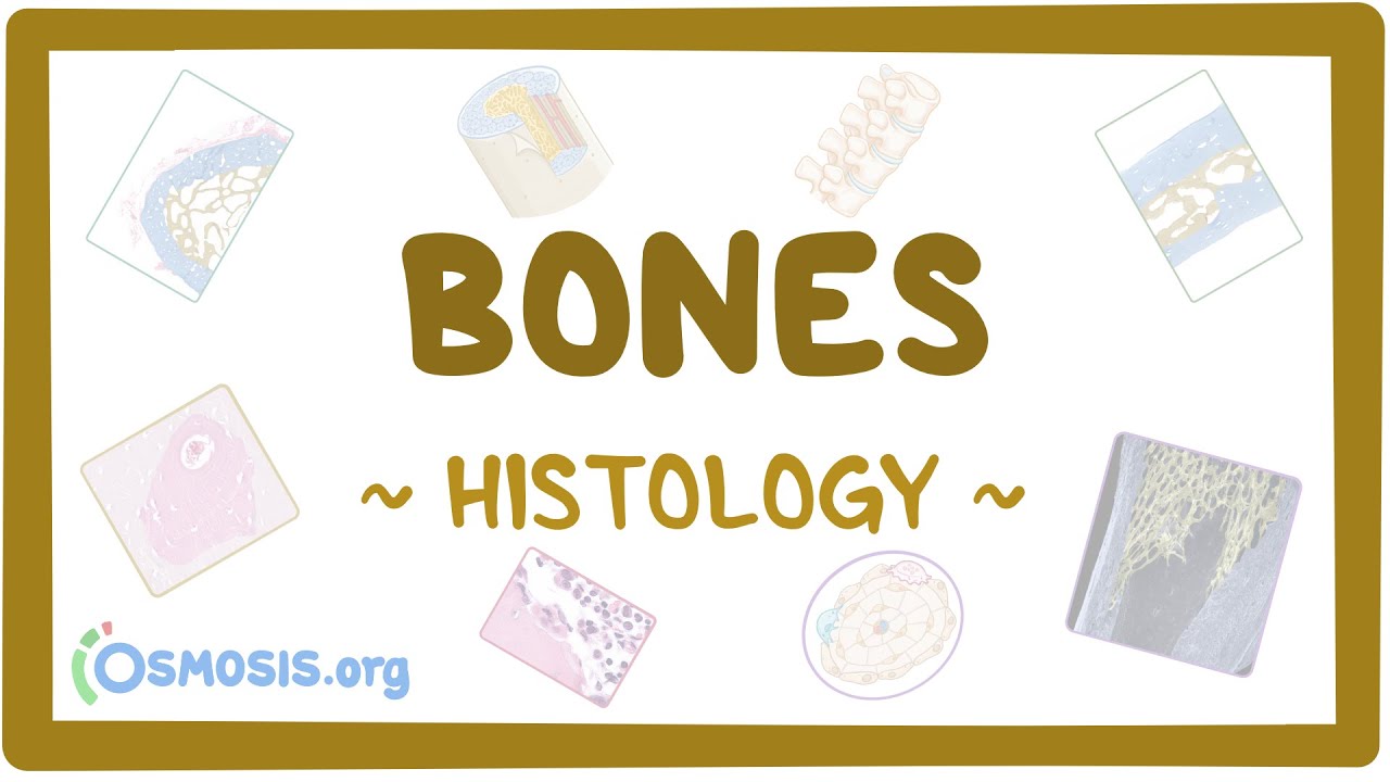 Bones: Histology - YouTube