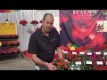 Beacon Impatiens Has High Resistance to Impatiens Downy Mildew