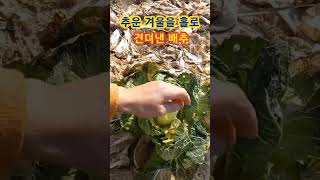 추운 겨울을 홀로 견뎌낸 배추