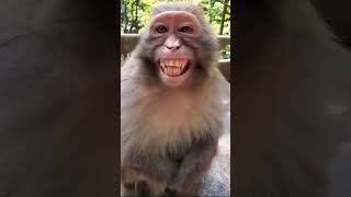 bandar ki hansi | monkey laughing | हंसता बंदर | funny manki comedy video | monky teeth #shorts