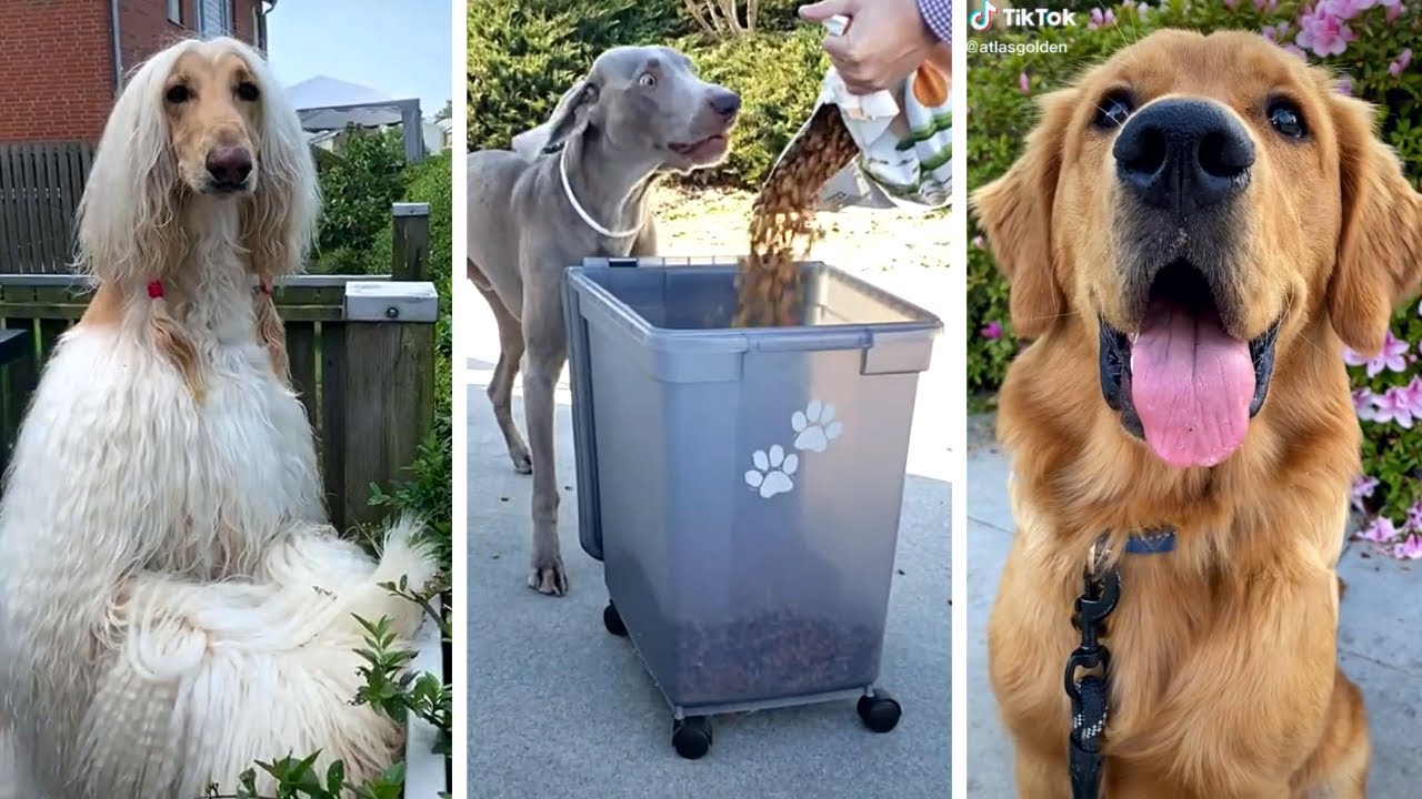 Best Dogs Compilation рџђ Funniest Puppies Youtube