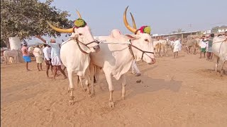 molagavalli గురునాథ్ అన్న గారి బుల్స్//pattikonda bulls market//the biggest cattil market pattikonda