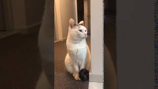 Cat lays ears back when it hears heavy metal noises.