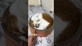 大好きな飼い主と遊びたいが…睡魔に…【猫のこにゃん】#shorts