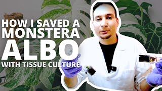 The SECRET to Saving Monstera Albo with Plant Tissue Culture!