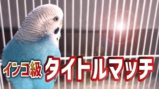 世界インコ級タイトルマッチ！　セキセイインコ・うめ