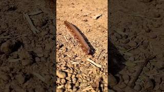 Millipede #shorts #wildlife #forest #viral #trending