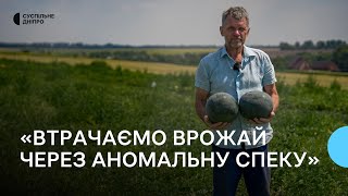 «Кавуни не витримують температури»: як аномальна спека вплинула на врожай Дніпропетровщини