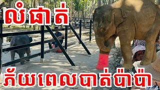 លំផាត់ ថ្ងៃនេះ ភ័យណាស់ពេលបាត់ប៉ាប៉ា ។ដើរឆ្លេឆ្លាស្រែក រក ប៉ាប៉ា ។