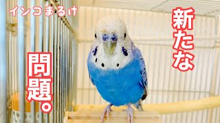 【過去動画】ぽぴの嘔吐は完治したけど、新たな問題が。。【セキセイインコ】Budgerigar.