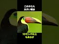 くちばしがデカいだけの鳥「ニショクキムネオオハシ」の雑学 動物 生き物 shorts 雑学 豆知識 おもしろい