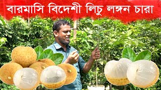 সস্তায় বিদেশী ফল লঙ্গনের চারা। Longan tree with fruit in Bismillah Nurcery। Afifa Agro। আফিফা এগ্রো