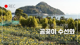 [여행짱TV] 노오란 수선화 향연을 거제 공곶이에서