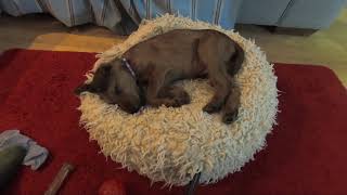 A day in the life of an Irish Terrier puppy