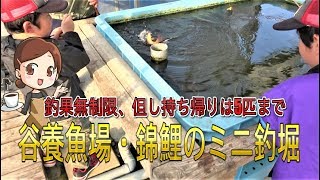 谷養魚場 錦鯉のミニ釣堀　\