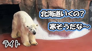 鹿児島生活で寒がりになったライト君🐻‍❄️