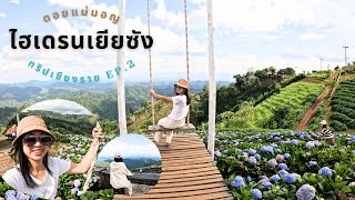 ดอยแม่มอญ วิวอลังการมาก ชมดอกไฮเดรนเยียพร้อมวิวภูเขา/ทริปเชียงราย ep.2