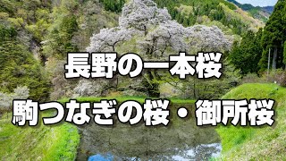 4K 長野の一本桜　駒つなぎの桜・御所桜　Nagano Cherry Blossoms　 Komatsunagi