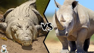 Crocodile vs Rhinoceros - Who Would Win a Fight?