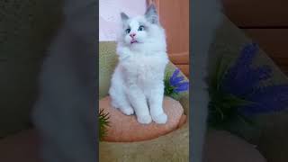 Cute kittens and cats | #cat #kitten #shorts #cute #syavochka #funnyvideo #animals