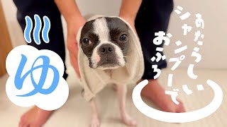 【ボストンテリア】新しいシャンプー試してみたっていうお話