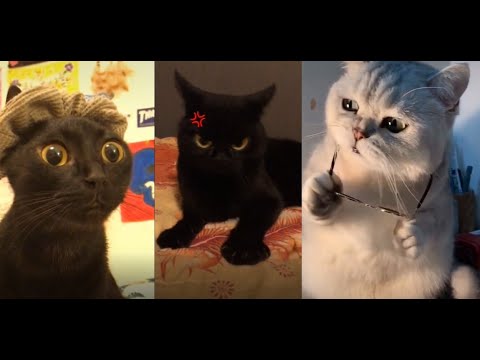 Cute Funny Cats TikTok Compilation That Will Make Your Day 100% 🥰 - YouTube