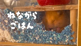 #19　おみそのここがみそ【Golden  hamster vlog】