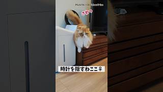 【マンチカン】ふっさふさのしっぽで時計を隠して涼しい顔をする女王猫 【犬と猫、両方飼ってると毎日かわいい♥】